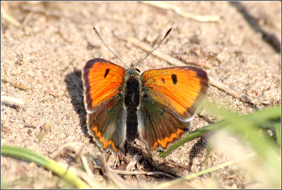 Lycaena phlaeas - közönséges tűzlepke