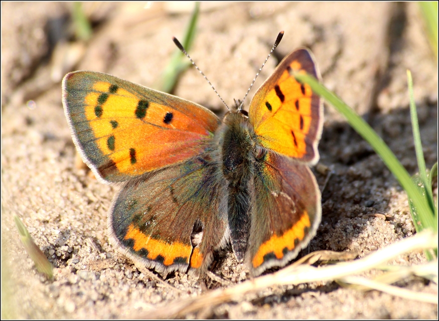 Lycaena phlaeas - közönséges tűzlepke