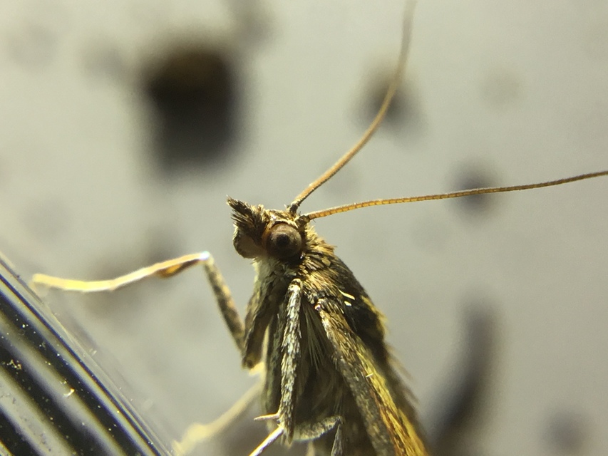 Ecpyrrhorrhoe rubiginalis - rozsdavörös tűzmoly