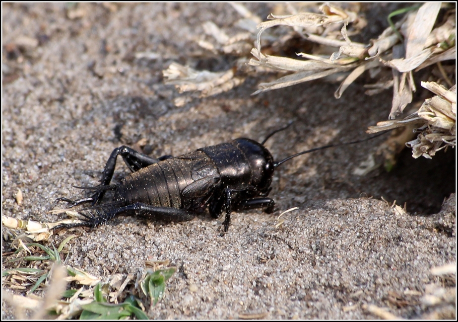 Gryllus campestris - mezei tücsök
