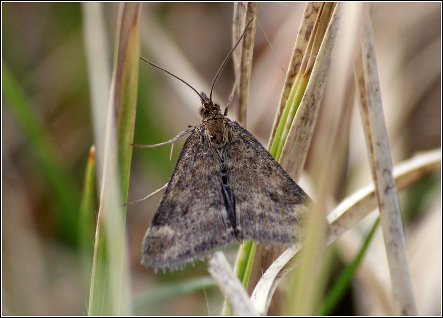 Pyrausta despicata - réti bíbormoly