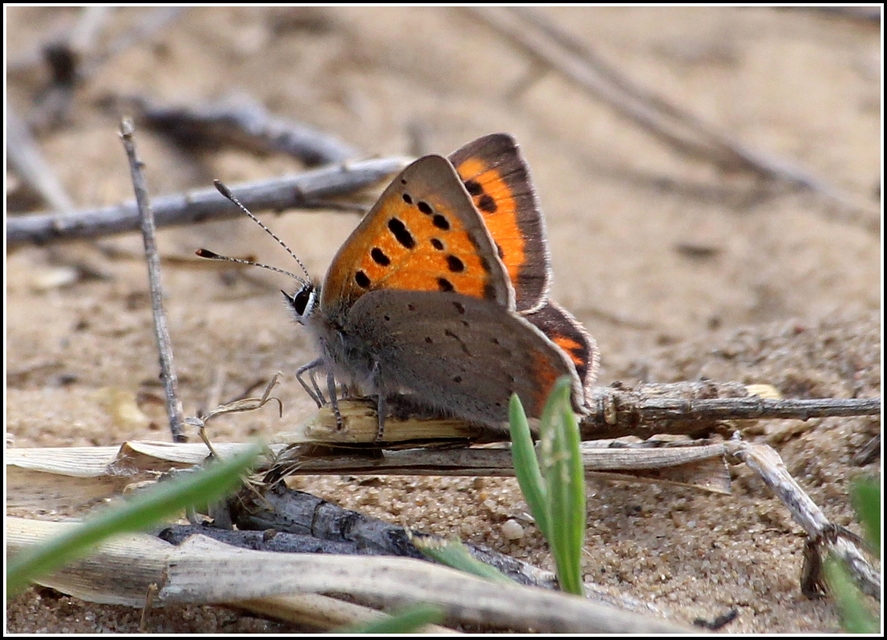 Lycaena phlaeas - közönséges tűzlepke