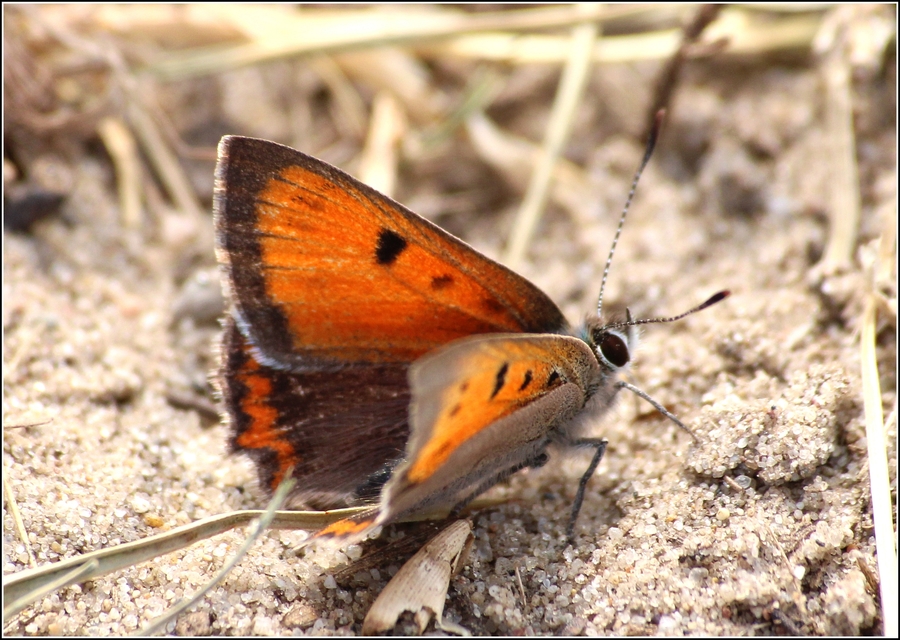 Lycaena phlaeas - közönséges tűzlepke