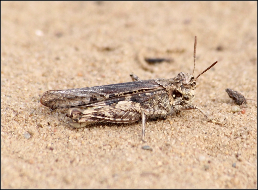 Acrotylus insubricus - önbeásósáska