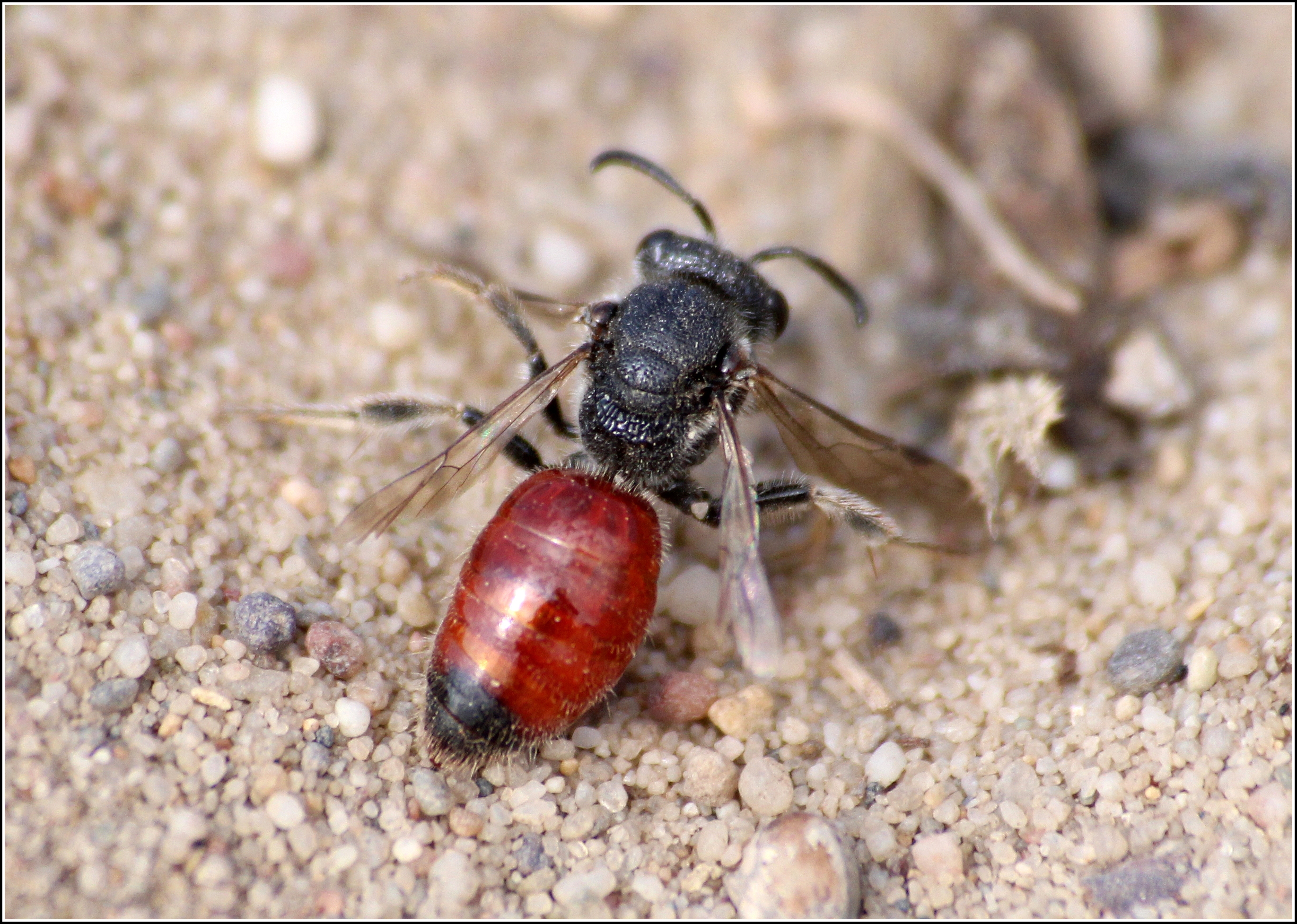 Sphecodes