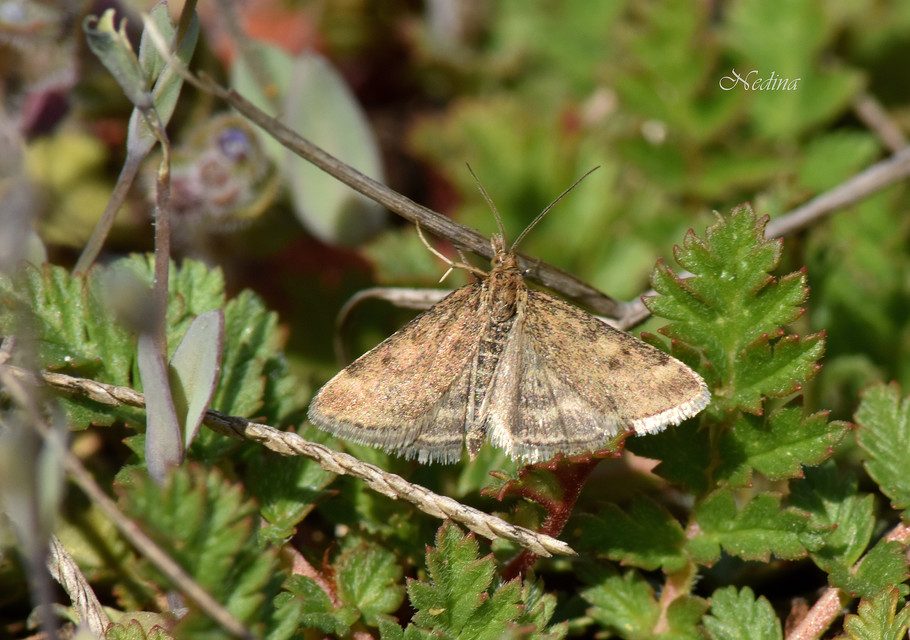 Pyrausta despicata - réti bíbormoly