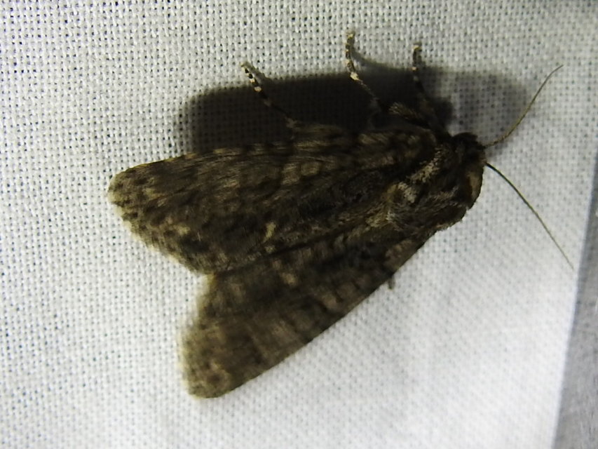 Acronicta rumicis - sóska-szigonyosbagoly