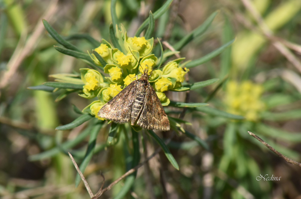 Pyrausta despicata - réti bíbormoly