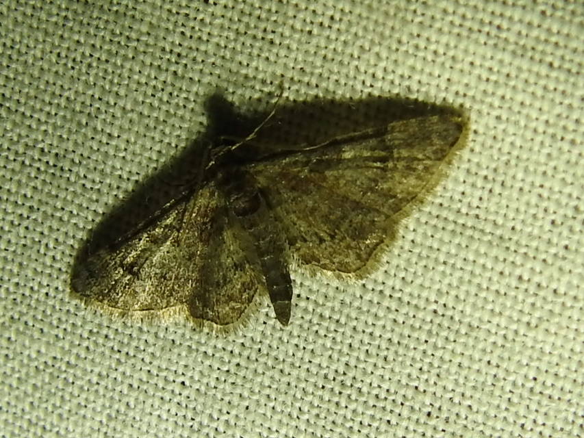 Gymnoscelis rufifasciata - vöröscsíkos törpearaszoló