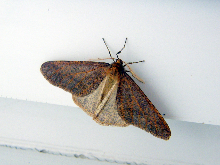 Erannis defoliaria - nagy téliaraszoló
