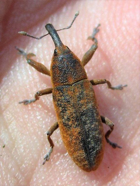 Lixus bardanae - lórom-dudvabarkó