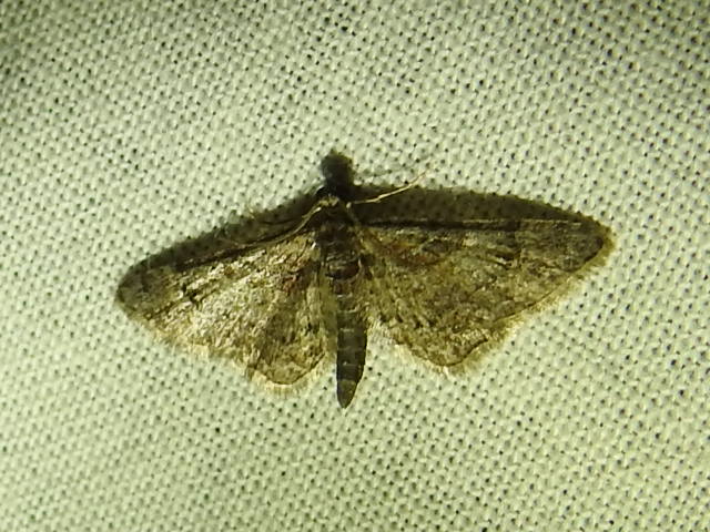 Gymnoscelis rufifasciata - vöröscsíkos törpearaszoló