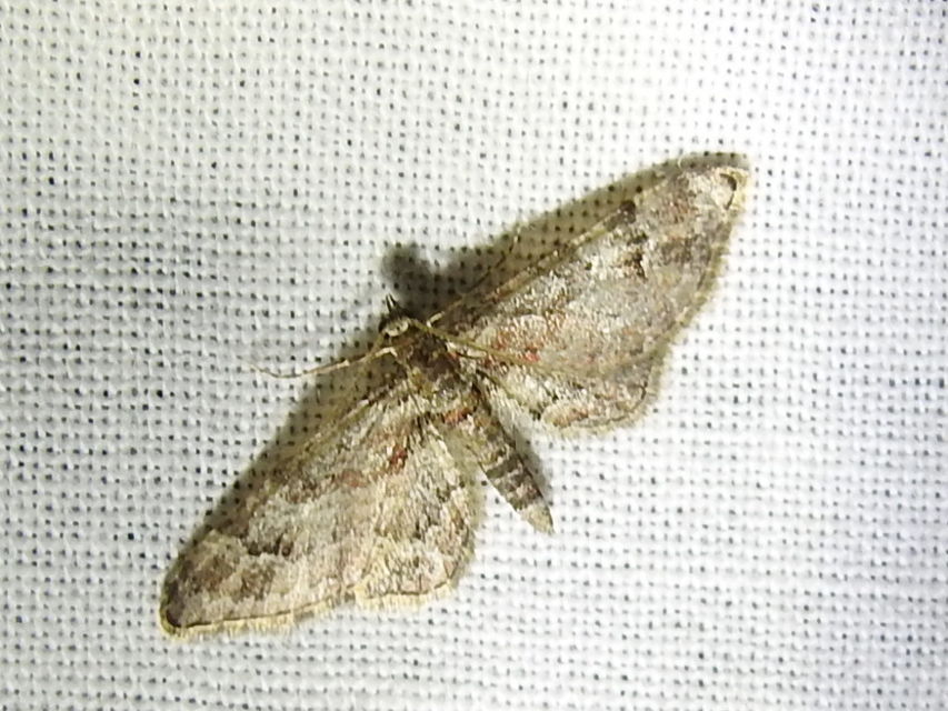 Gymnoscelis rufifasciata - vöröscsíkos törpearaszoló