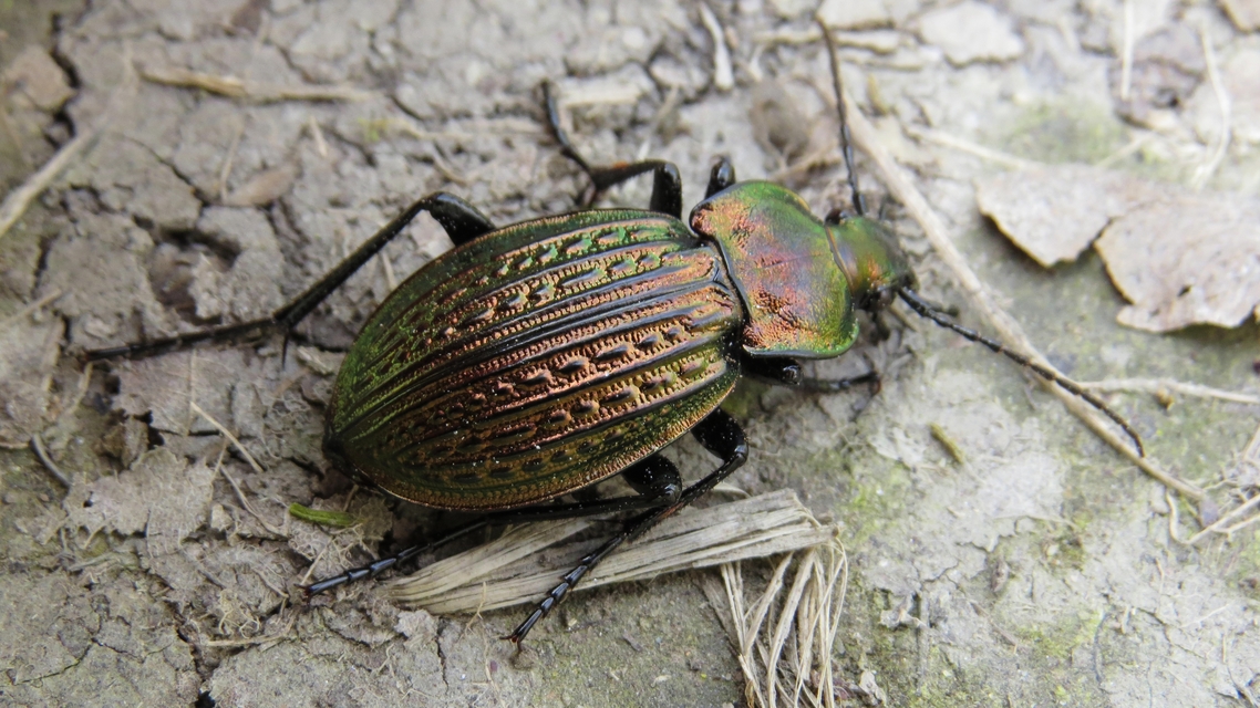 Carabus ulrichii - rezes futrinka