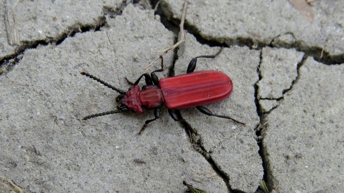 Cucujus cinnaberinus - skarlátbogár