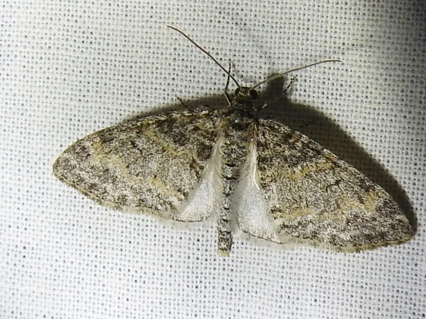 Lobophora halterata - szárnyfüggelékes araszoló