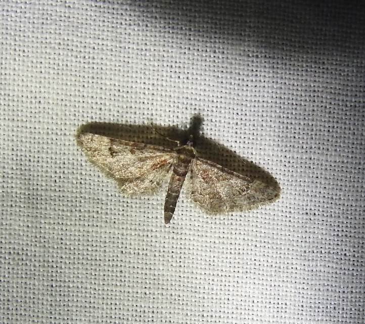 Gymnoscelis rufifasciata - vöröscsíkos törpearaszoló