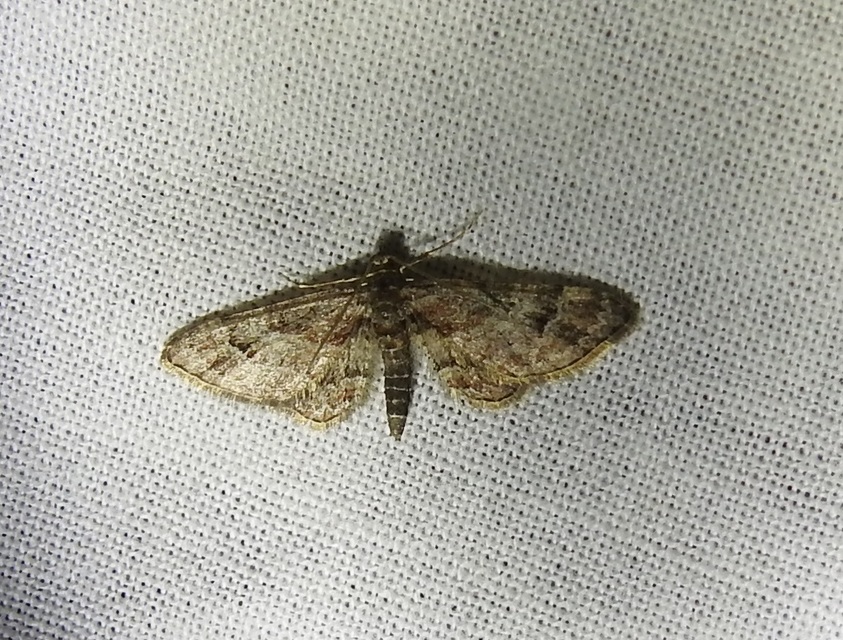 Gymnoscelis rufifasciata - vöröscsíkos törpearaszoló