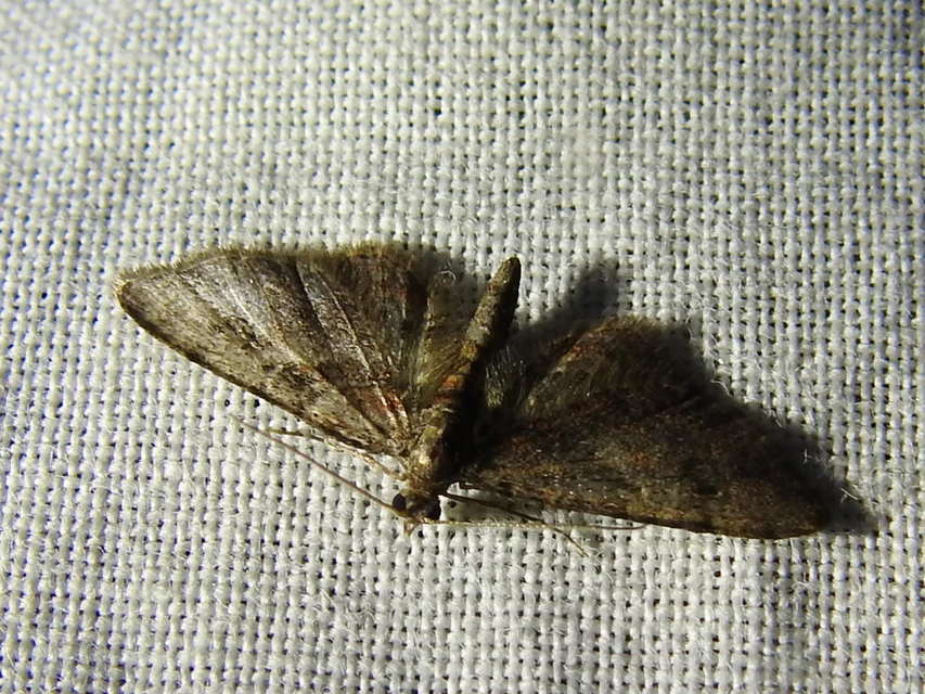 Gymnoscelis rufifasciata - vöröscsíkos törpearaszoló