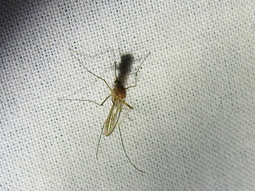 Culicidae - csípőszúnyogok