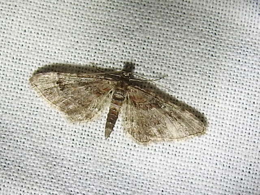 Gymnoscelis rufifasciata - vöröscsíkos törpearaszoló