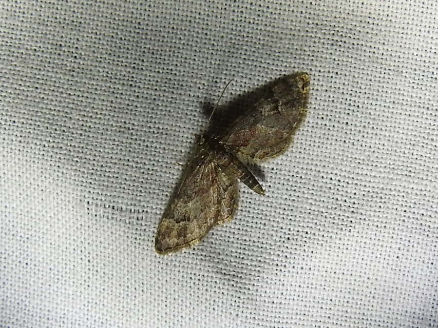 Gymnoscelis rufifasciata - vöröscsíkos törpearaszoló