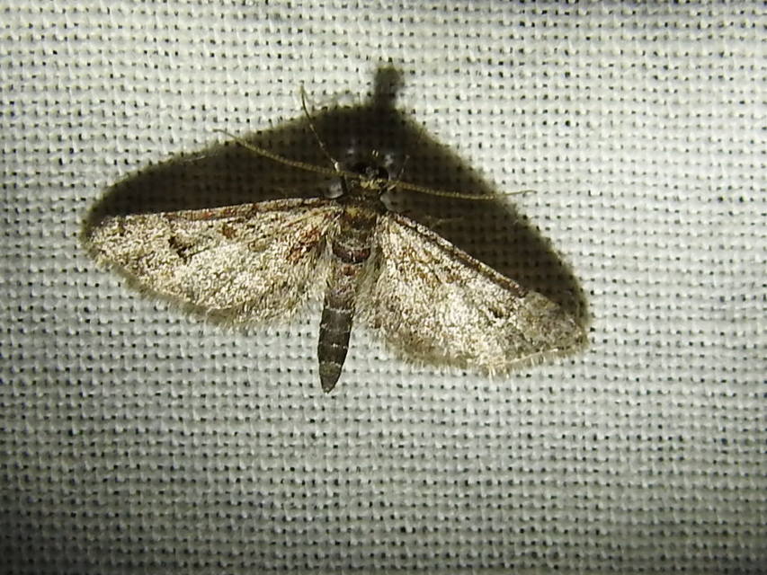 Gymnoscelis rufifasciata - vöröscsíkos törpearaszoló