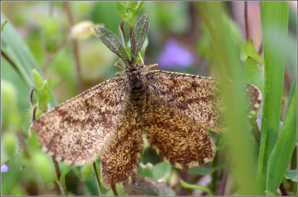 Ematurga atomaria - barna rétiaraszoló