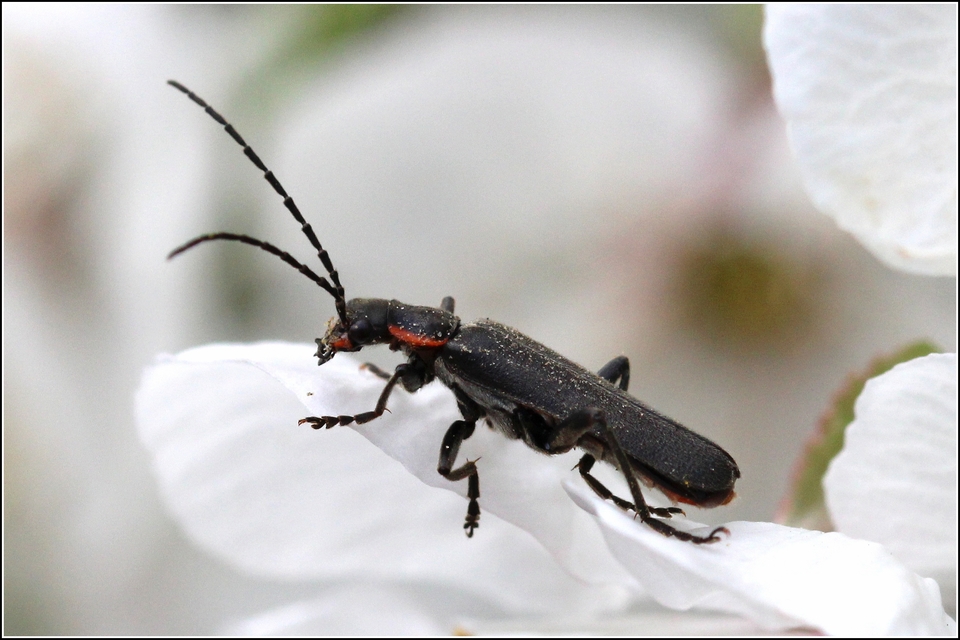 Cantharidae - lágybogárfélék