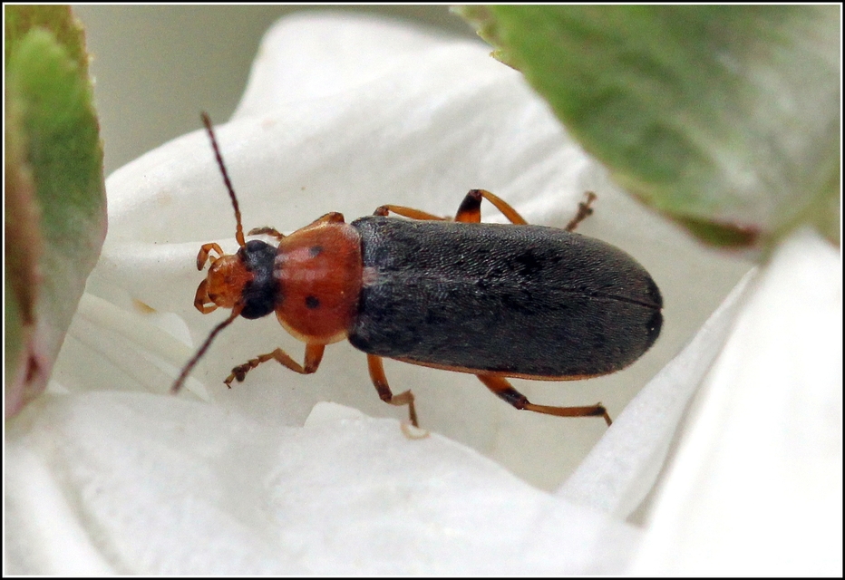 Osphya bipunctata - kétalakú komorka