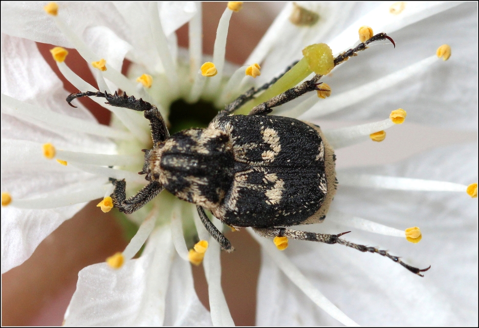 Valgus hemipterus - suta virágbogár