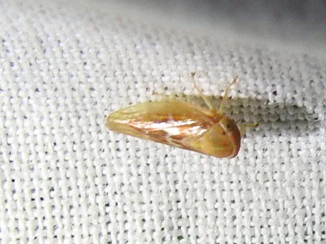 Idiocerinae