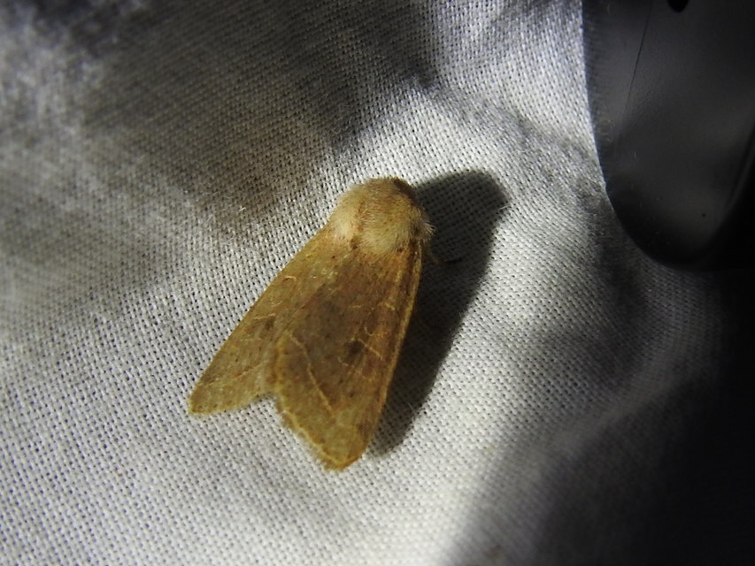 Orthosia cerasi - közepes barkabagoly