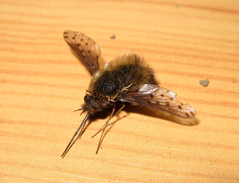 Bombylius discolor - feketefarú pöszörlégy