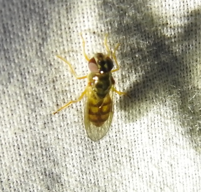 Melanostoma
