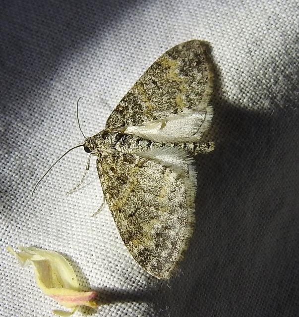 Lobophora halterata - szárnyfüggelékes araszoló