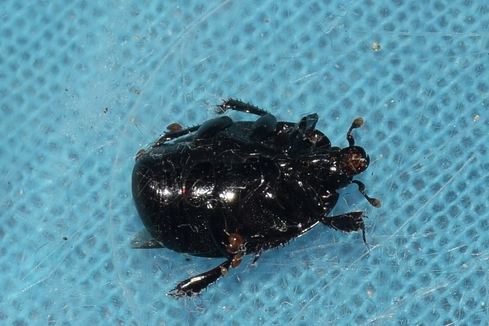 Margarinotus brunneus