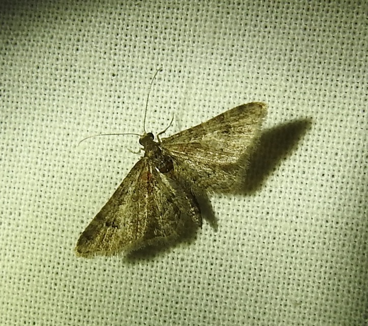Gymnoscelis rufifasciata - vöröscsíkos törpearaszoló