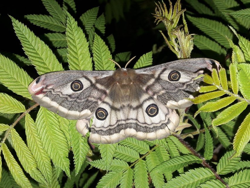 Saturnia pavoniella/pavonia