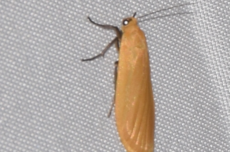 Eilema sororcula - sárga zuzmószövő