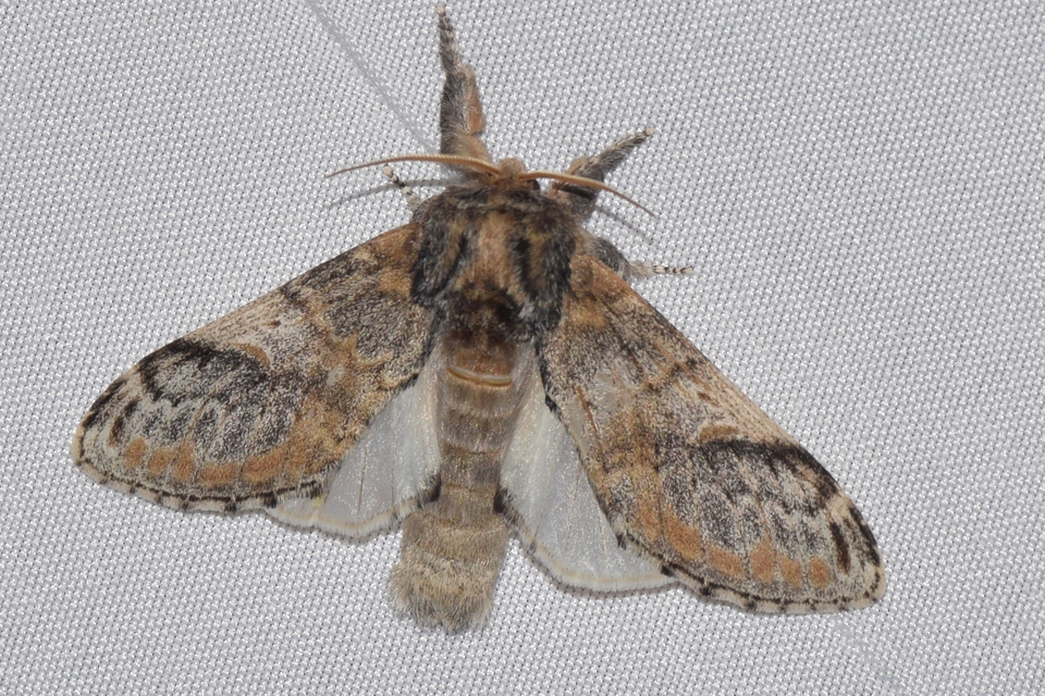 Notodonta tritophus - tarajos púposszövő