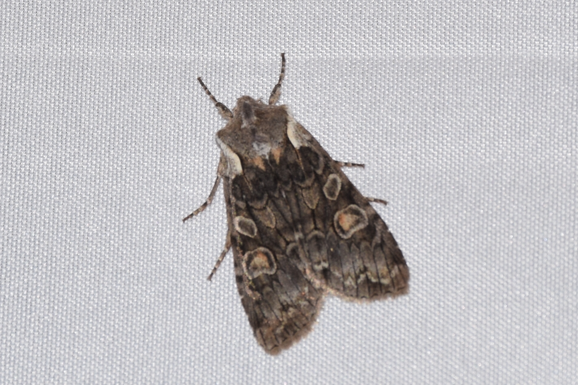 Lithophane consocia - égerrágó fabagoly