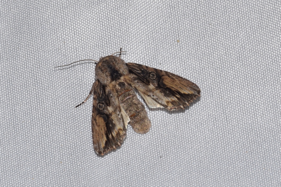 Egira conspicillaris - változékony szürkebagoly