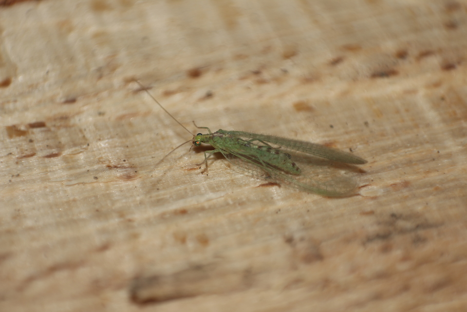 Chrysopidae - zöldfátyolkák