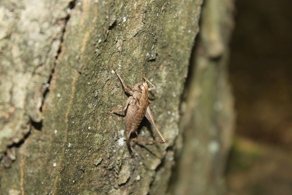 Pholidoptera griseoaptera - szürke avarszöcske