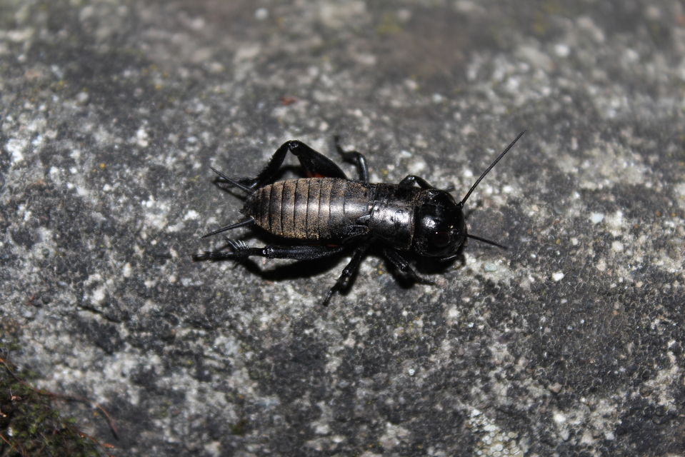 Gryllus campestris - mezei tücsök