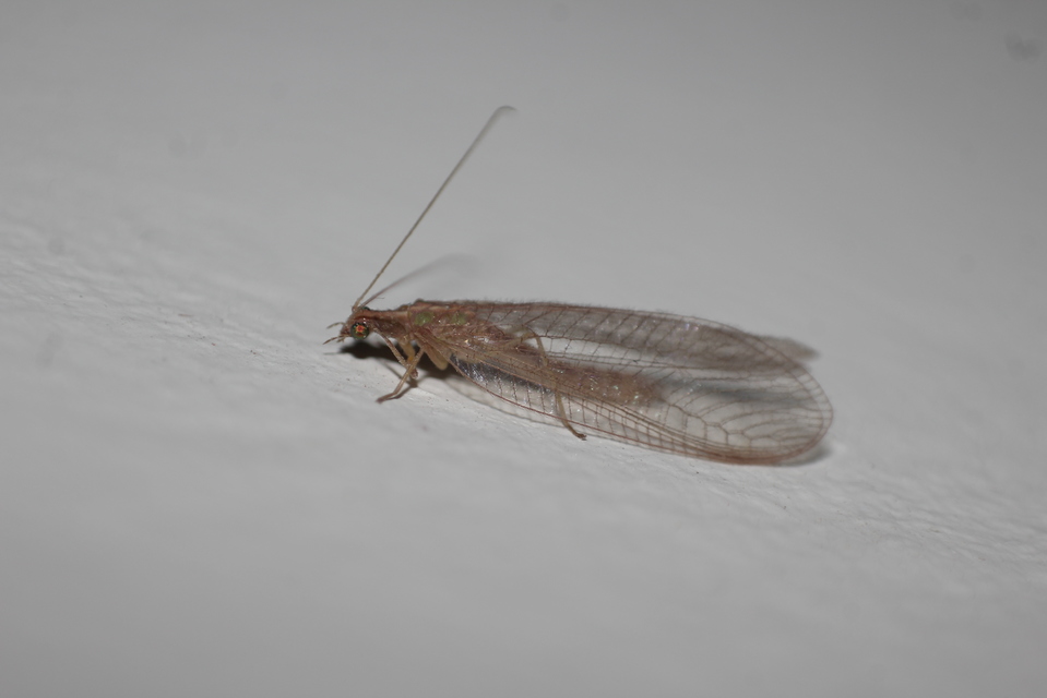 Chrysopidae - zöldfátyolkák