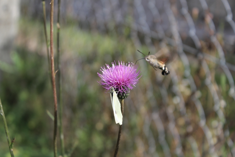 Macroglossum stellatarum - kacsafarkú szender