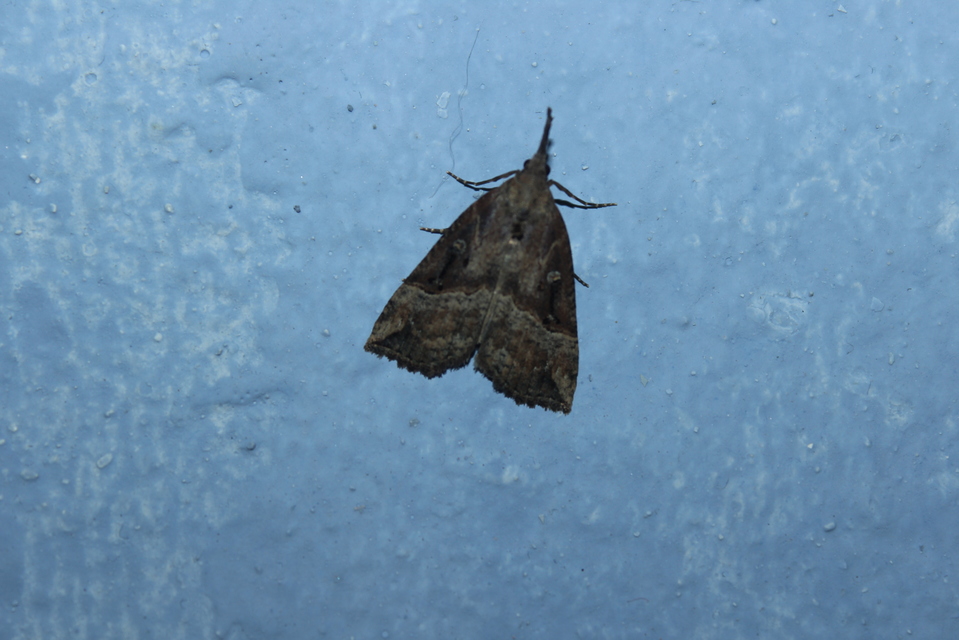 Hypena rostralis - közönséges karcsúbagoly
