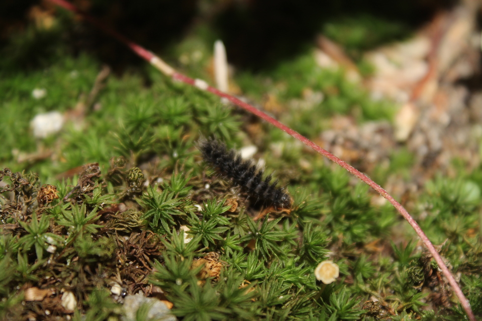 Amata phegea - fehérpettyes álcsüngőlepke